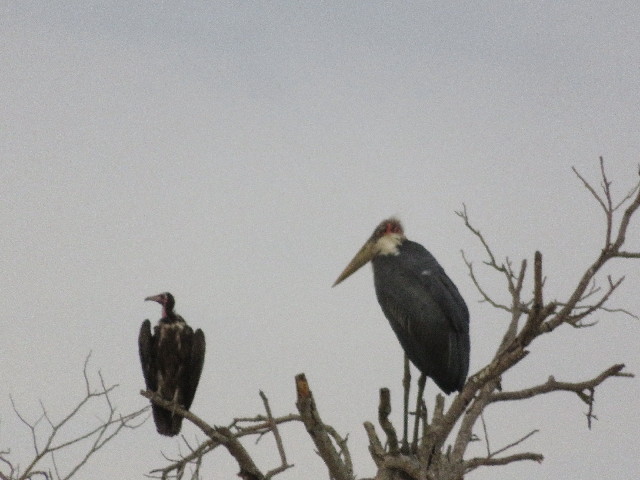 ファイル 5485-3.jpg