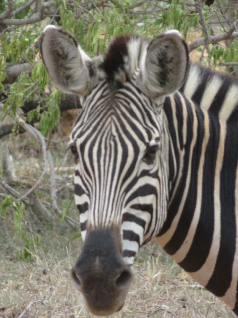 ファイル 5501-4.jpg