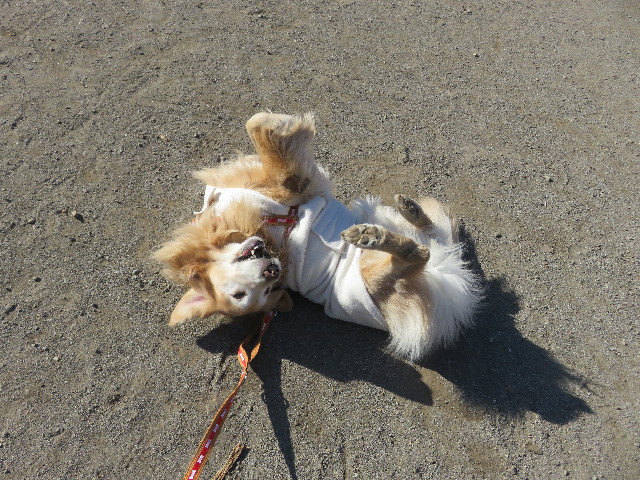 ファイル 5518-5.jpg