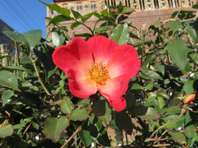 ファイル 5524-2.jpg