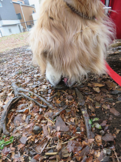 ファイル 5528-2.jpg