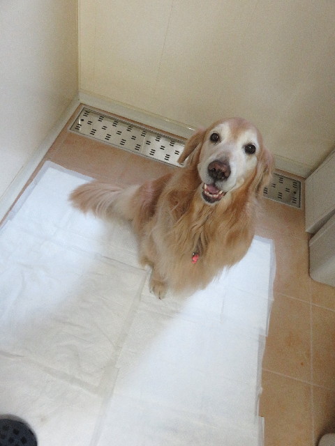 ファイル 5529-1.jpg