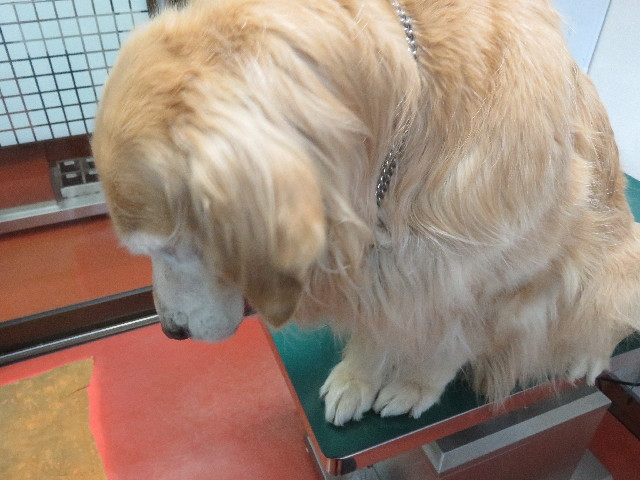 ファイル 5531-4.jpg