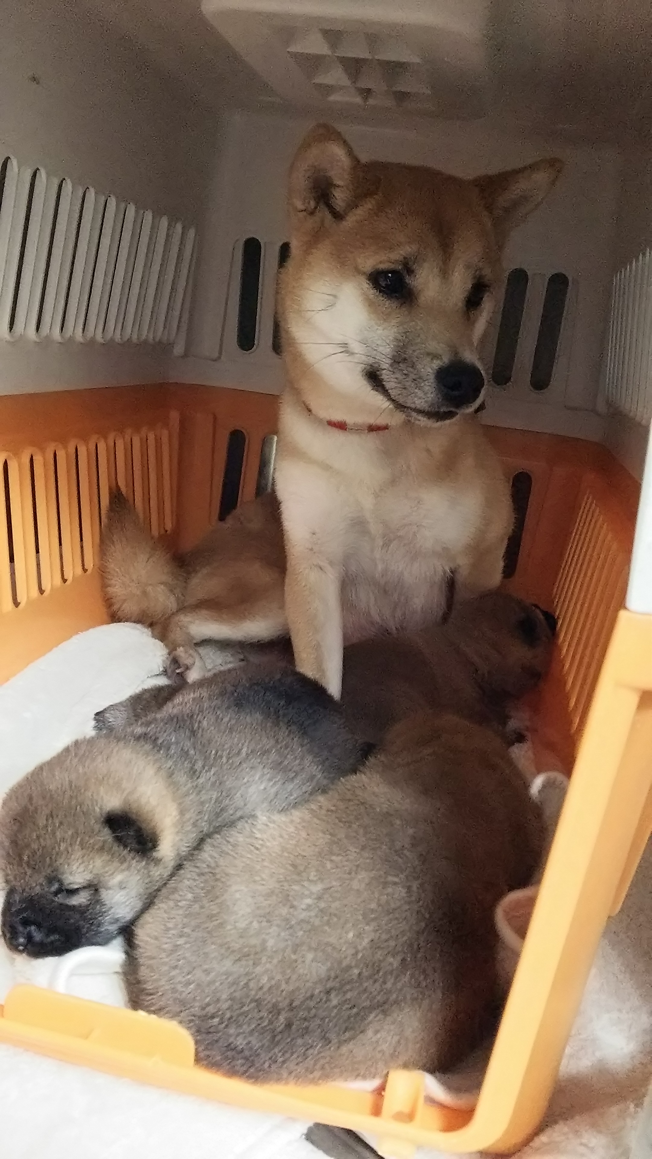 ファイル 5536-2.jpg