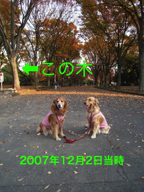 ファイル 5541-4.jpg