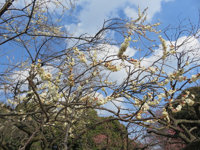 ファイル 5542-3.jpg