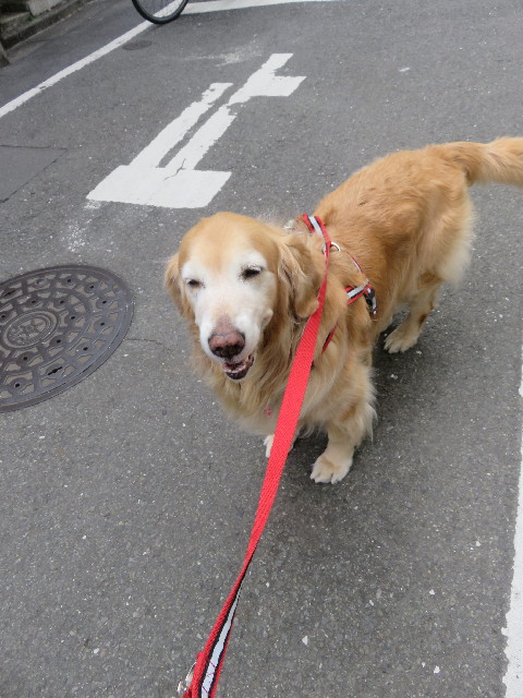 ファイル 5544-1.jpg