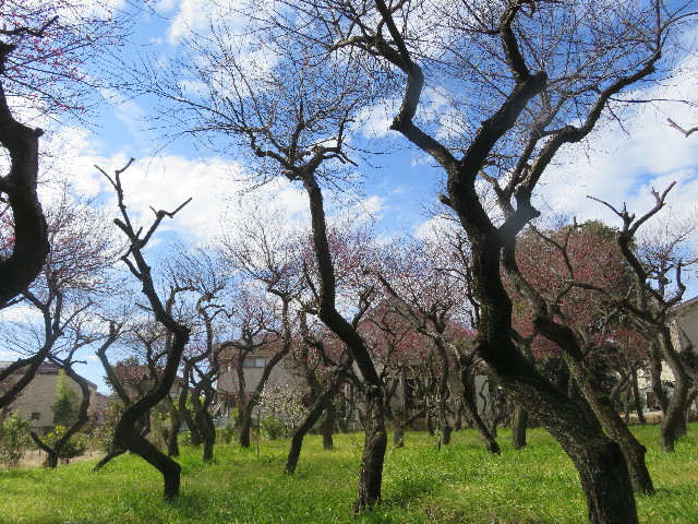 ファイル 5544-3.jpg