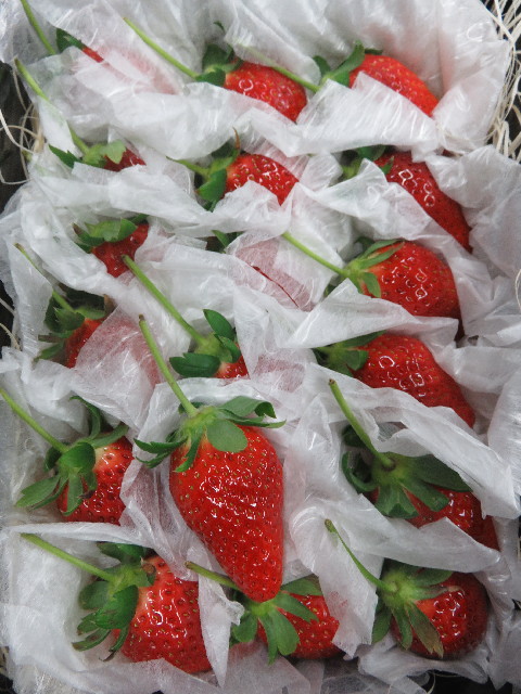 ファイル 5545-2.jpg