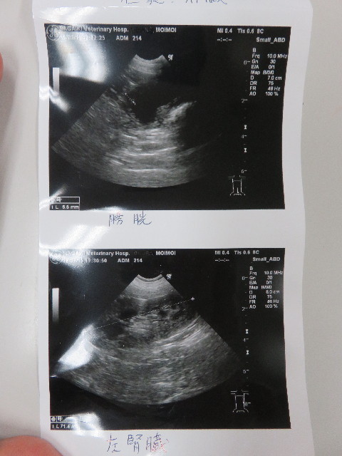 ファイル 5548-3.jpg