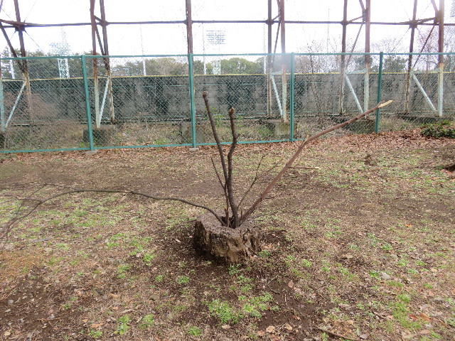 ファイル 5553-3.jpg