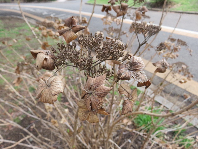 ファイル 5560-5.jpg