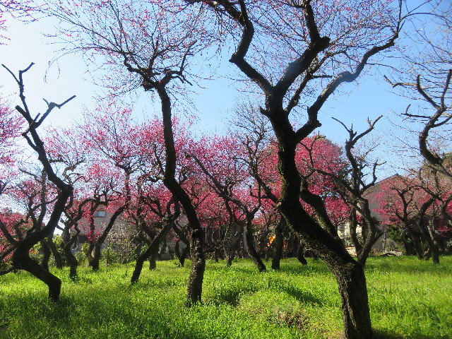 ファイル 5561-2.jpg