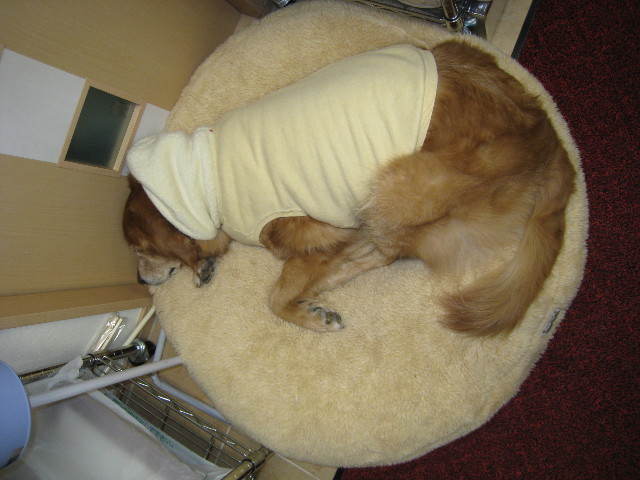 ファイル 557-1.jpg