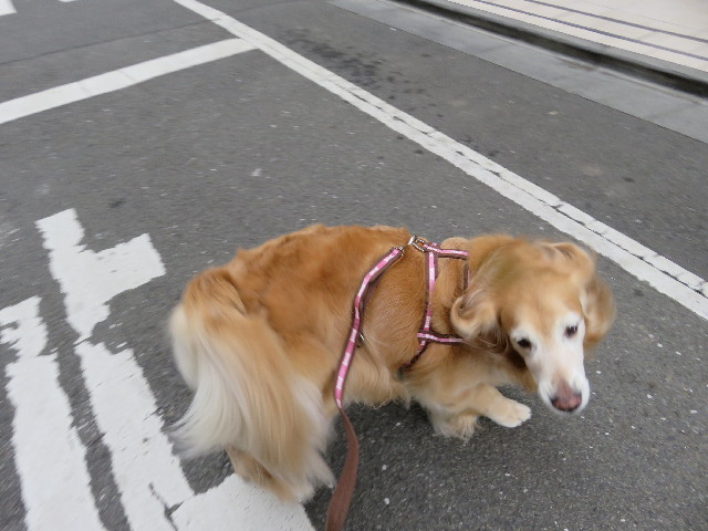 ファイル 5584-1.jpg