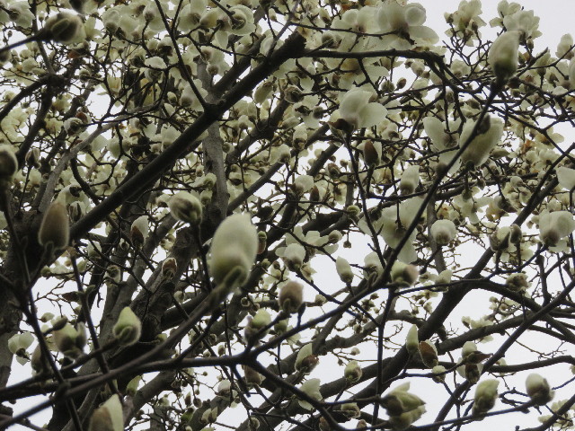 ファイル 5584-5.jpg