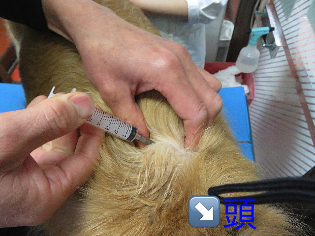 ファイル 5587-1.jpg