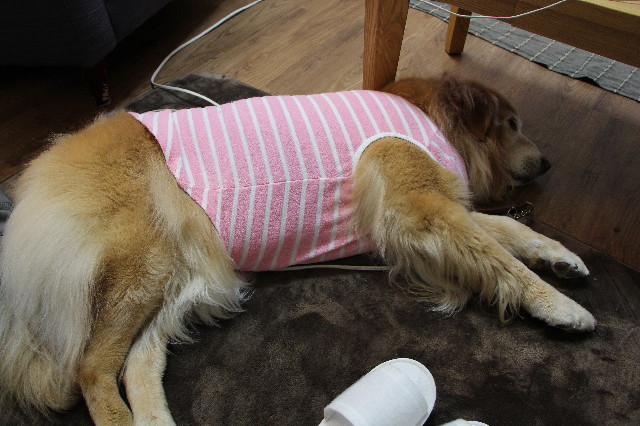 ファイル 5593-4.jpg