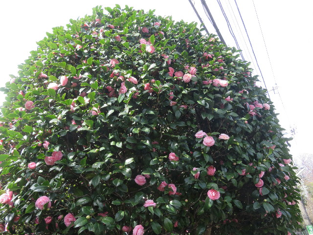 ファイル 5600-3.jpg