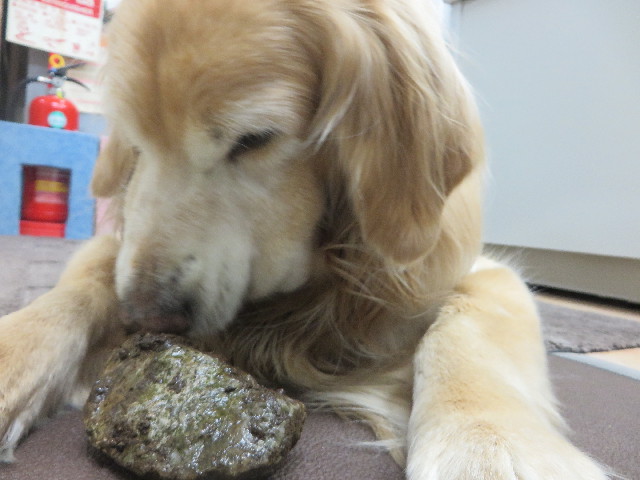 ファイル 5602-3.jpg