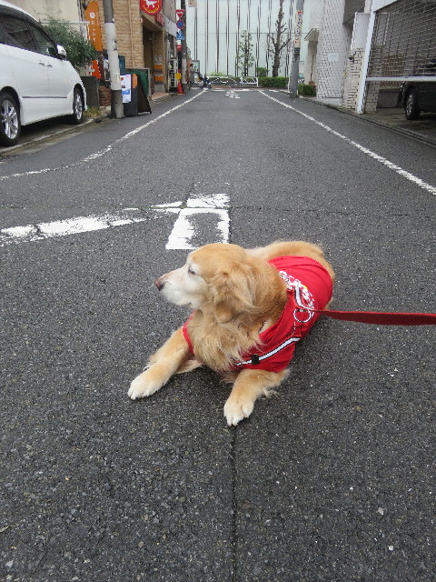 ファイル 5603-1.jpg