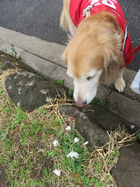 ファイル 5603-2.jpg