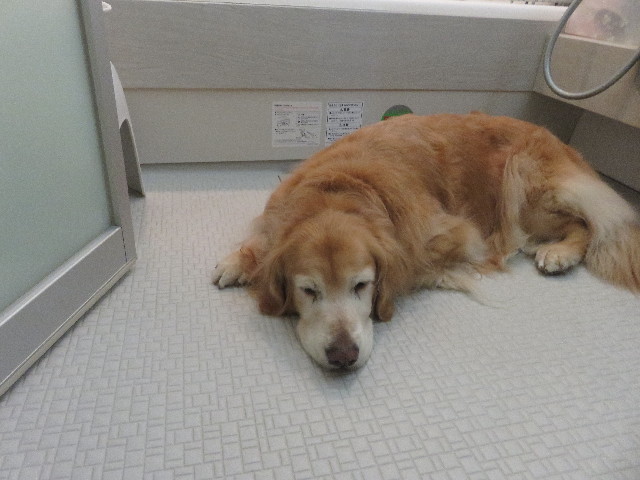 ファイル 5604-1.jpg