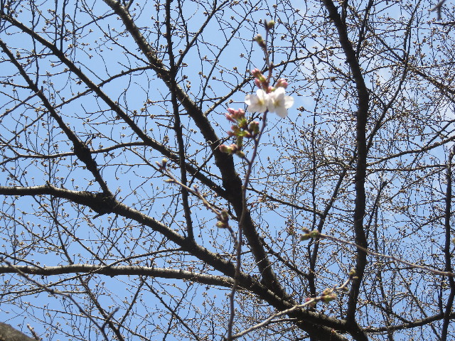 ファイル 5605-1.jpg