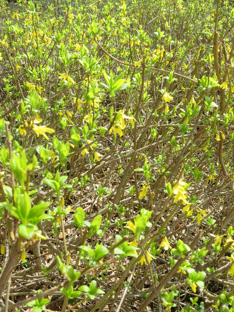 ファイル 5605-4.jpg