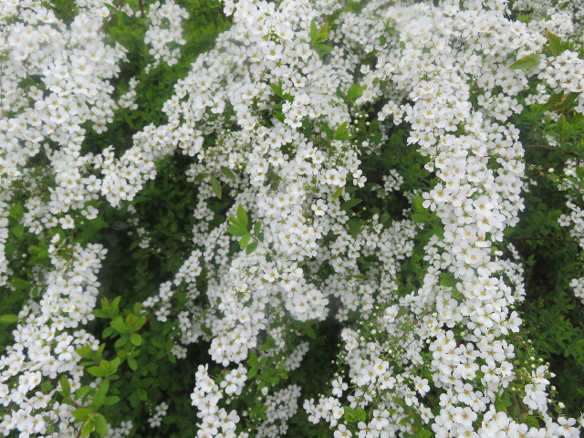 ファイル 5615-2.jpg