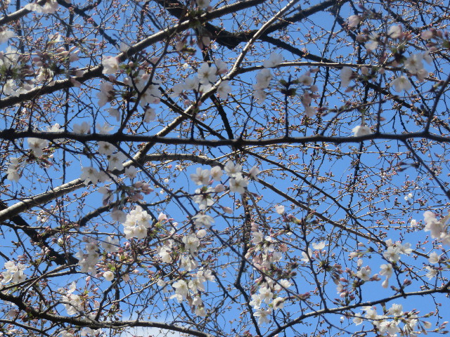 ファイル 5616-2.jpg