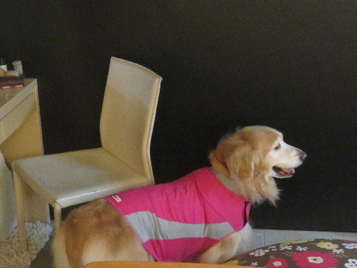 ファイル 5622-1.jpg