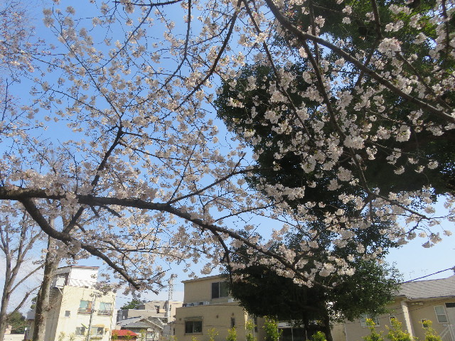 ファイル 5623-1.jpg