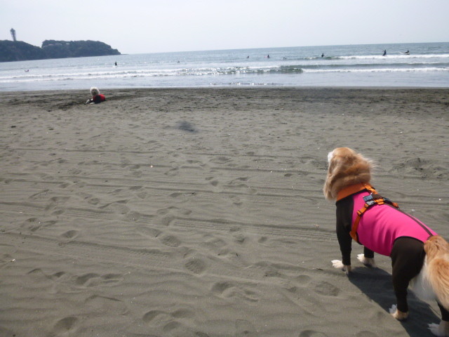 ファイル 5625-1.jpg