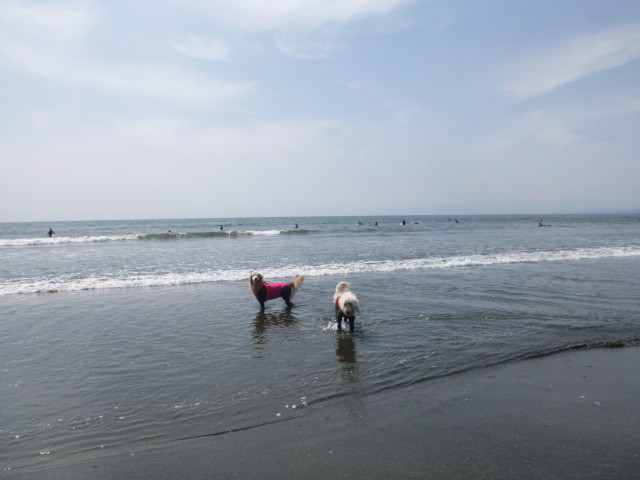 ファイル 5625-3.jpg