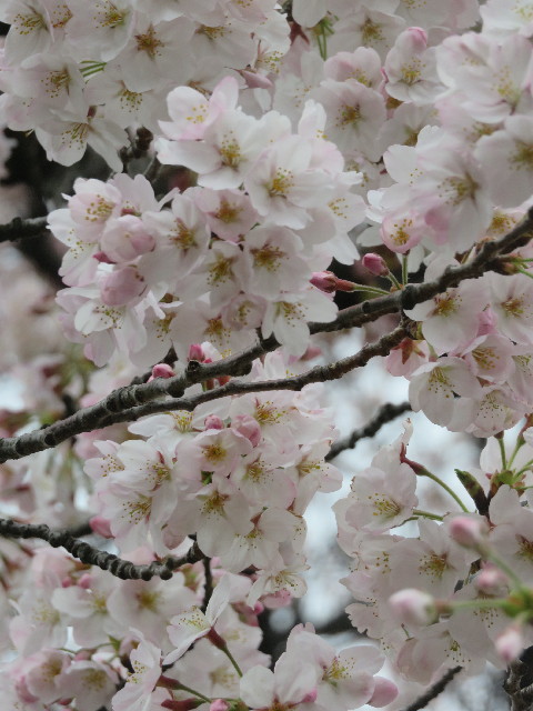 ファイル 5627-1.jpg