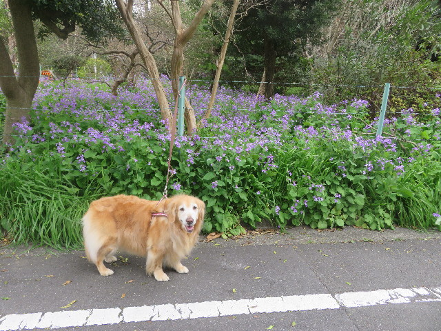 ファイル 5627-3.jpg