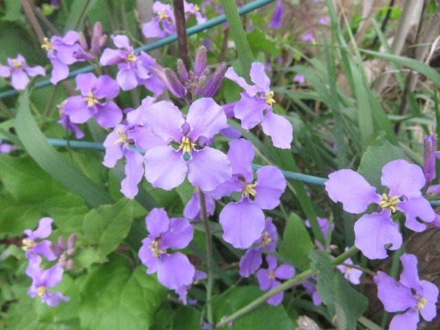 ファイル 5627-4.jpg