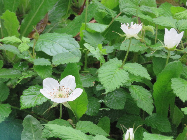 ファイル 5631-2.jpg