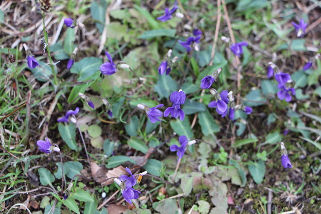 ファイル 5631-4.jpg