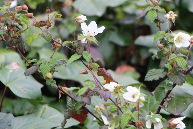 ファイル 5634-2.jpg