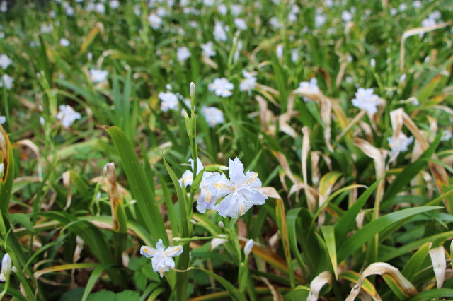 ファイル 5634-4.jpg