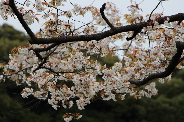 ファイル 5635-2.jpg