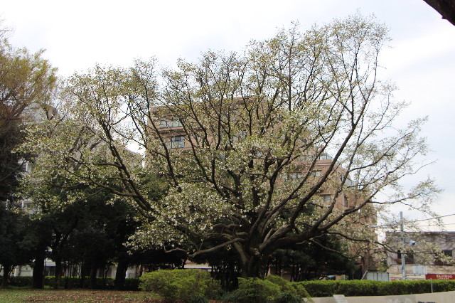 ファイル 5635-4.jpg