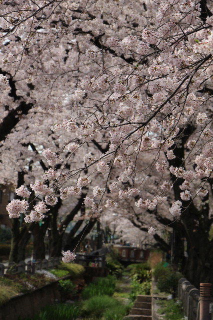 ファイル 5640-1.jpg