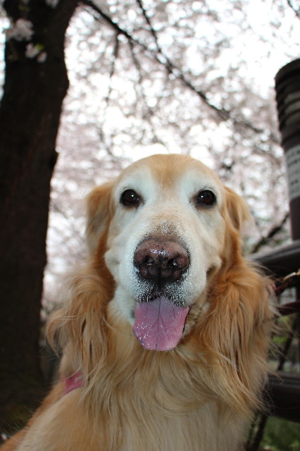 ファイル 5642-1.jpg