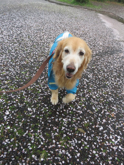 ファイル 5644-1.jpg