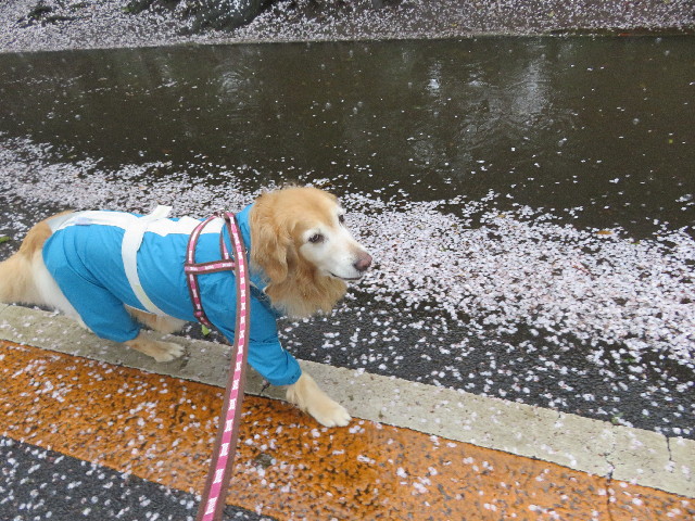 ファイル 5644-2.jpg