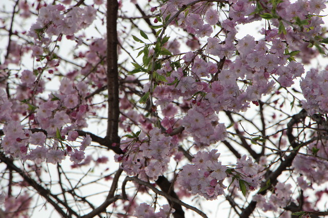 ファイル 5645-1.jpg