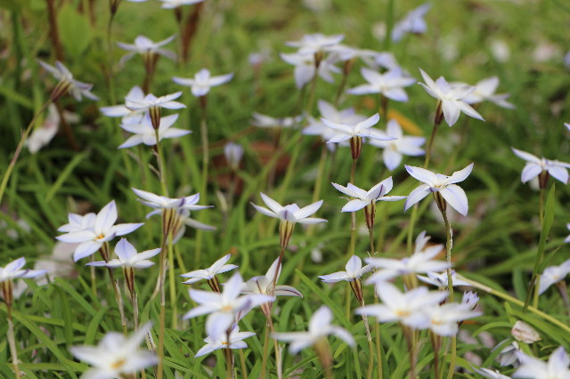 ファイル 5646-1.jpg